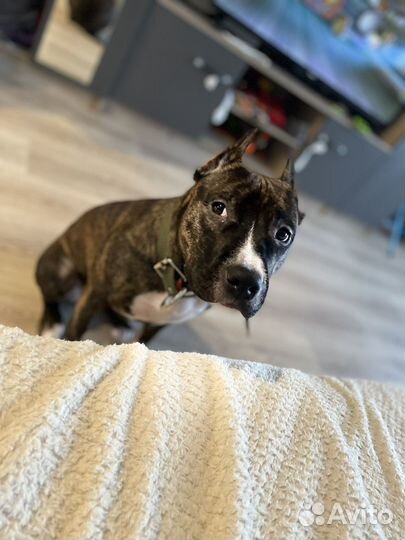 Щенки стаффорда девочка