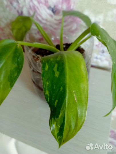 Филодендрон белый мрамор