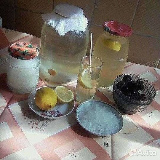 Рисовый гриб