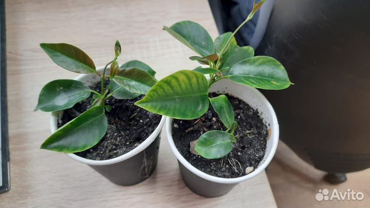 Комнатные домашние растения