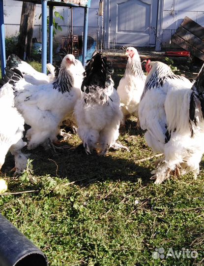 И/яйцо и Петухи породной птицы