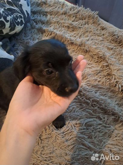 Отдам в добрые руки