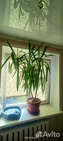 Пальма юкка