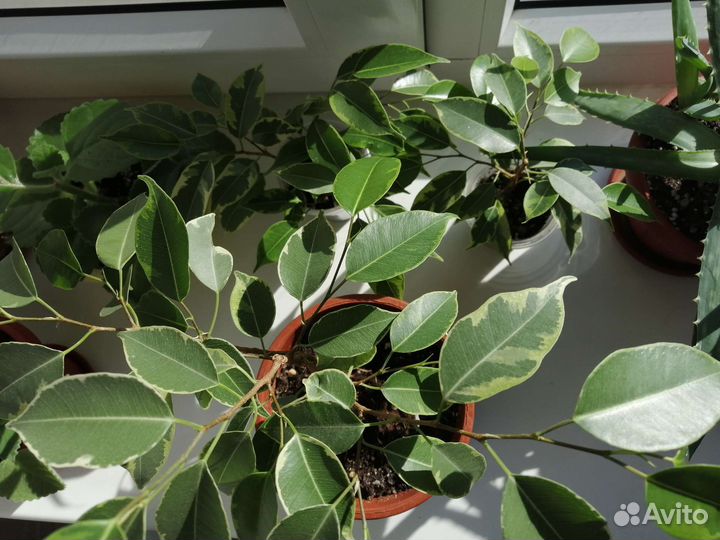 Фикус, шеффлера, мята, алоэ