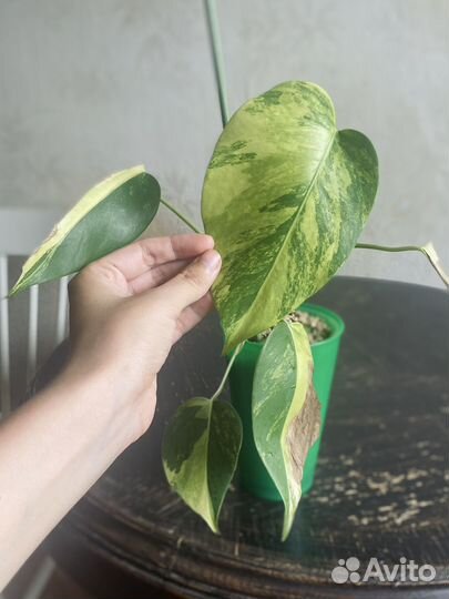 Монстера желтая