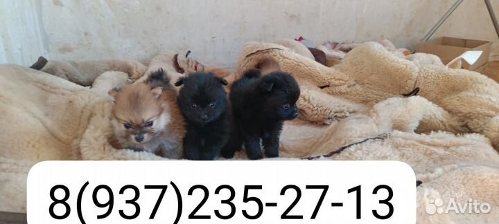 Щенки шпица