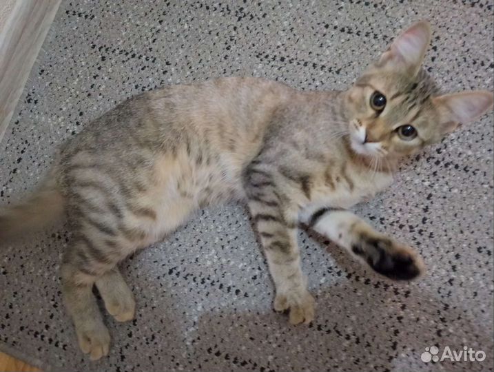 Кошка в добрые руки