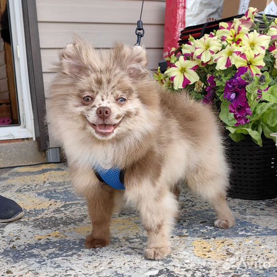 Померанский шпиц