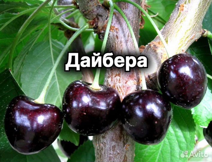 Плодовые декоративные деревья