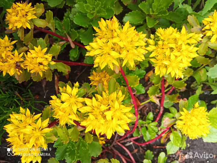 Очиток (седум) почвопокрывной.Фалярис