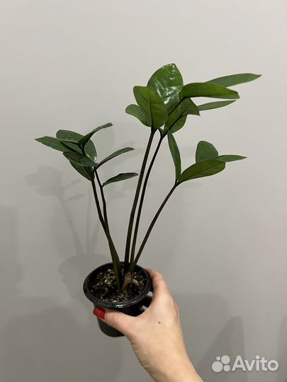 Замиокулькас