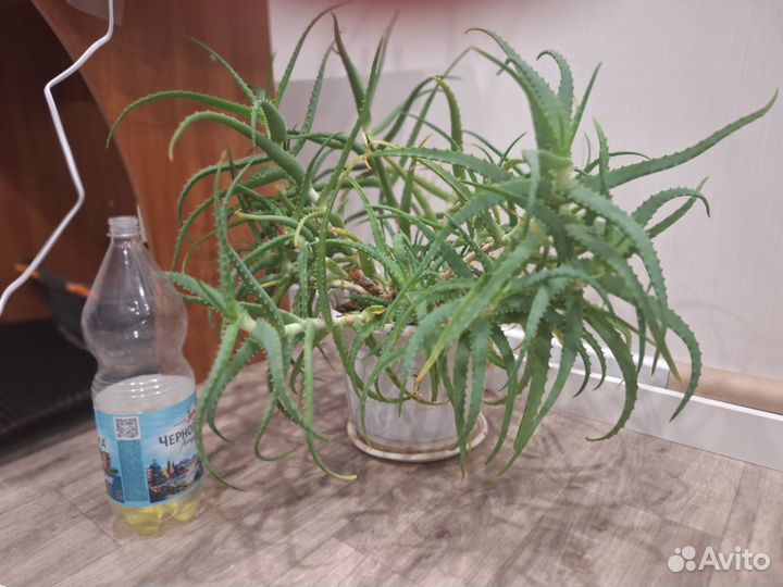 Алое 12-летний