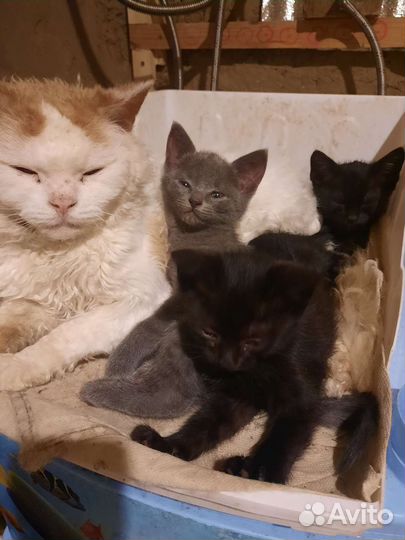 Котята в добрые руки