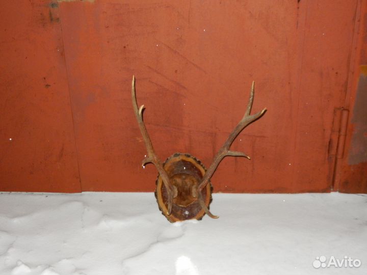 Рога изюбра