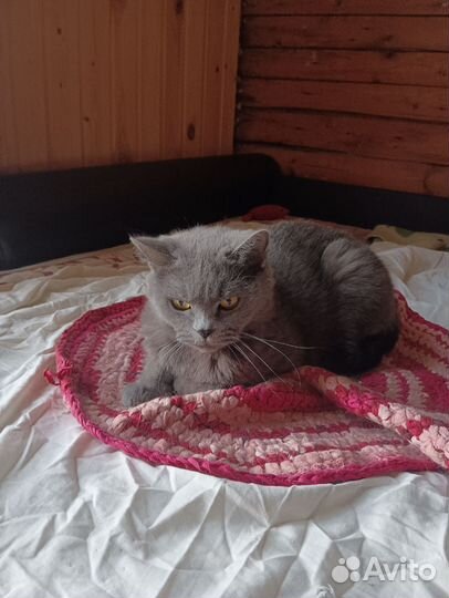 Британская кошка