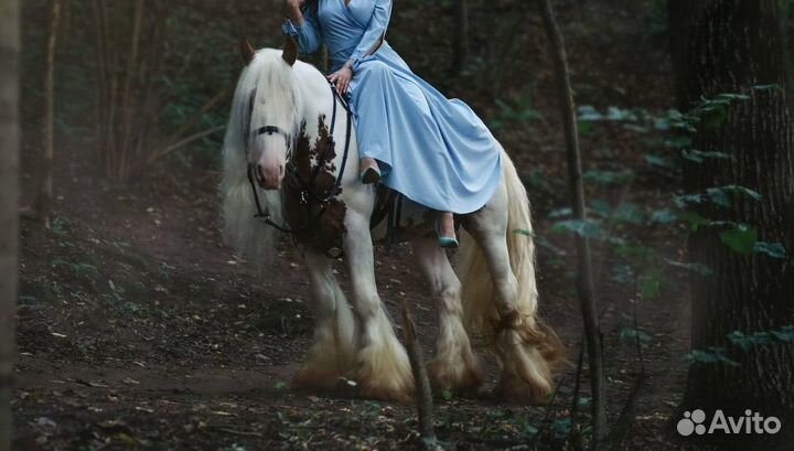 Жеребец тинкер продажа