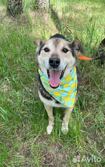 Неунывающий пёс Сэм ждёт своего будущего хозяина