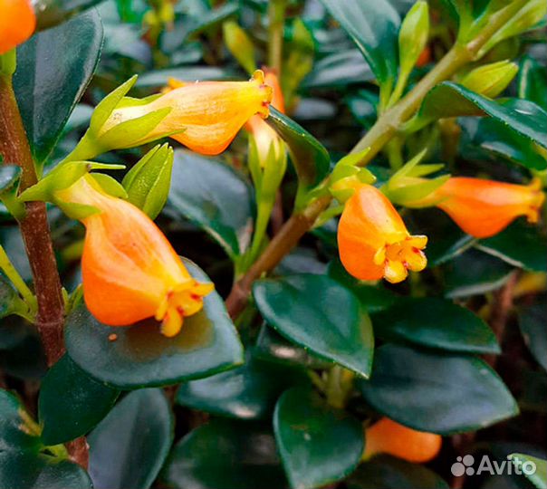 Нематантус гипоцирта золотые рыбки