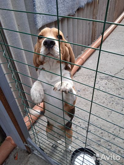 Собака,ноябре будет годик