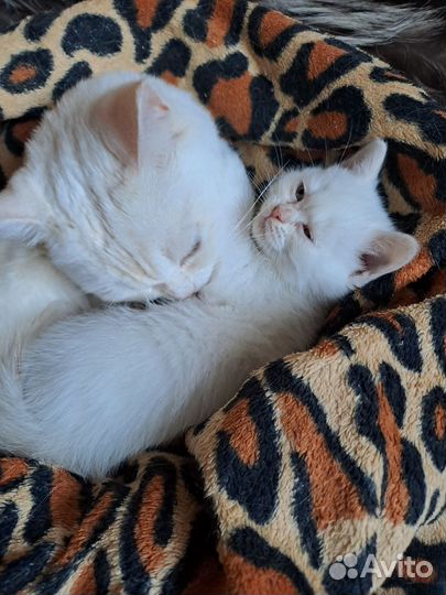 Котятки шотландцы