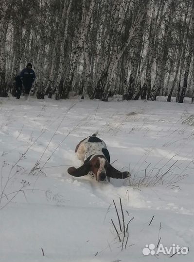 Бассет хаунд
