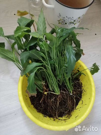 Спатифиллум (женское счастье)