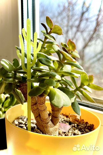 Алоэ, Рипсалис, Пеперомия, Церопегия, Толстянки