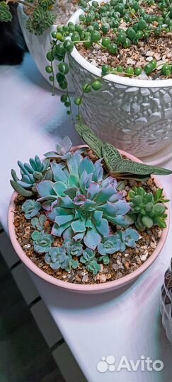 Садик из суккулентов
