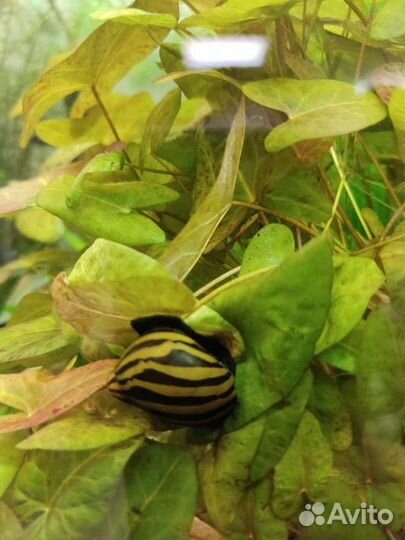 Аквариумные рыбки и растения