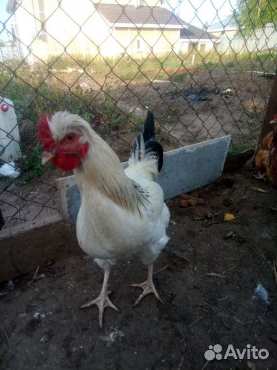 Куры петухи