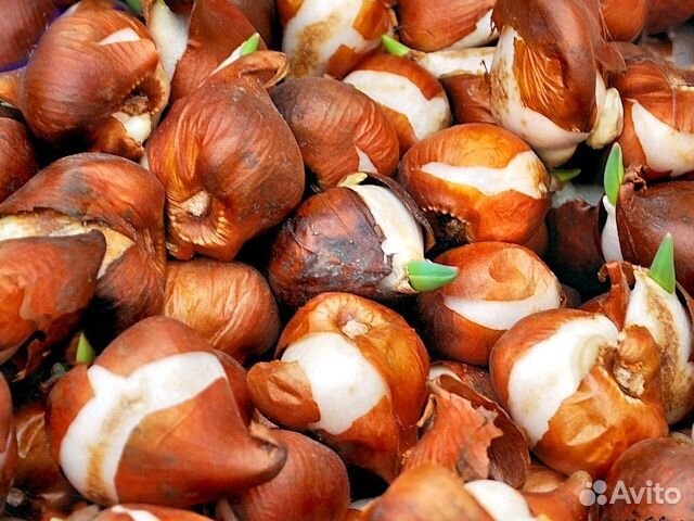 Луковицы тюльпанов оптом 12+