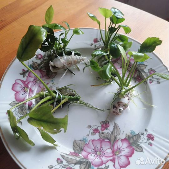 Растение для аквариума - анубиас