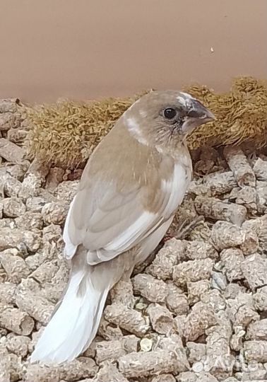 Японские амадины