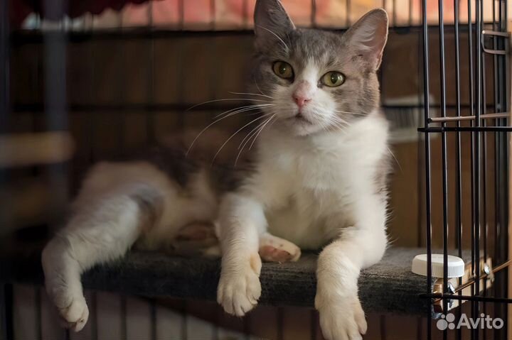 Дымчатая кошка с белым