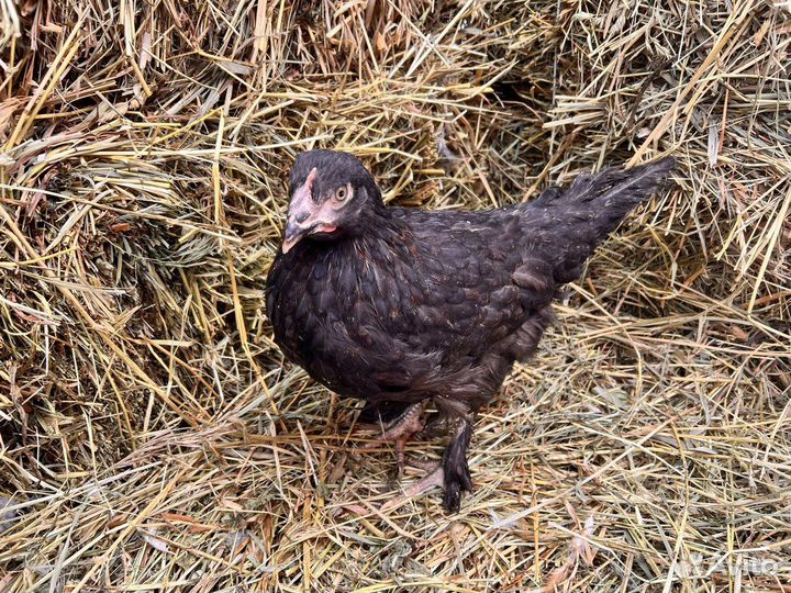 Куры несушки