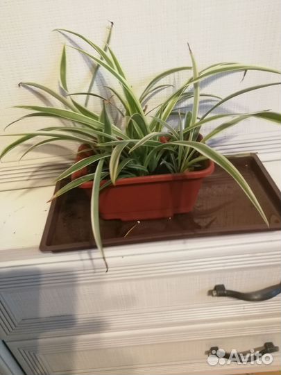 Хлорофитум