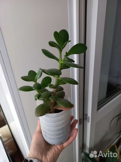 Денежное дерево,драцена,замиокулькас