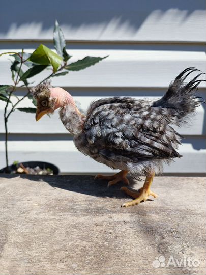 Цыплята несушки подрощенные