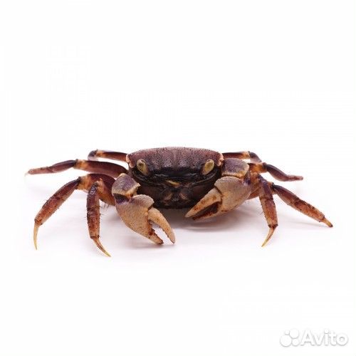 Краб Синий Паук