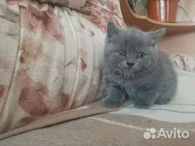 Прямоухие британцы