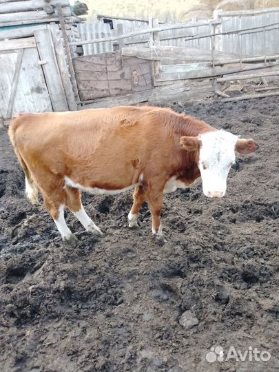 Продажа крс