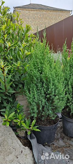 Туя Смарагд.Можжевельник.Ёлка.Ель.Туи