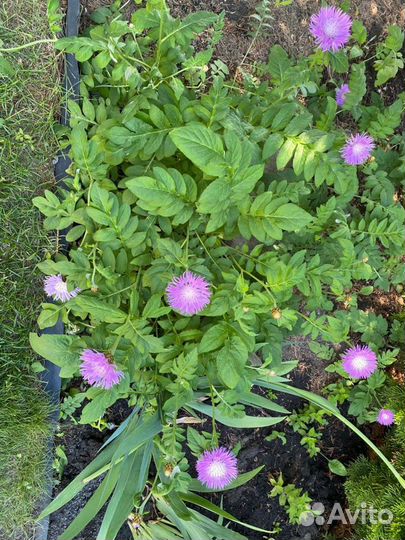 Папоротник Орляк