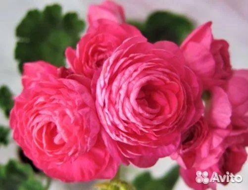 Пеларгония герань сортовая Dinasty daji