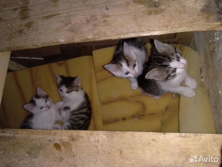 Котята ищут дом