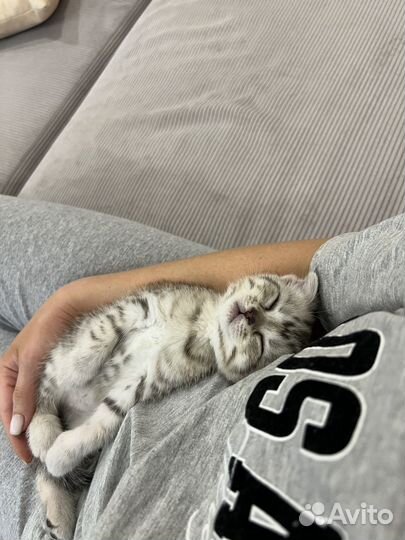 Шотландские котята