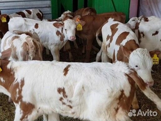 Телята Сименталы на доращивание