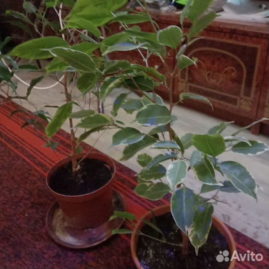 Фикус бенджамина большой
