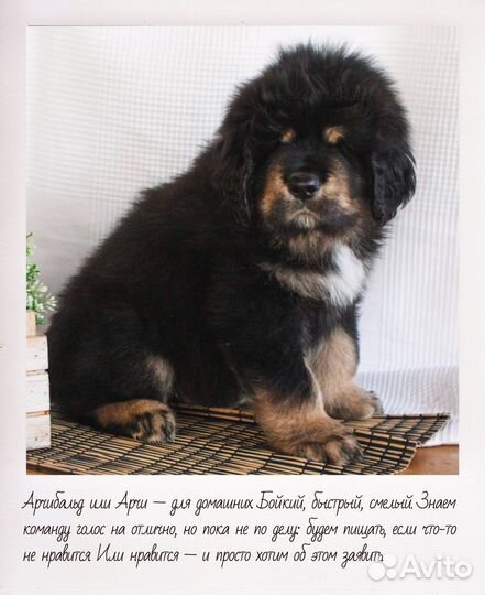 Тибетский мастиф щенки