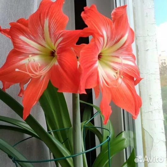 Гиппеаструм/ Hippeastrum